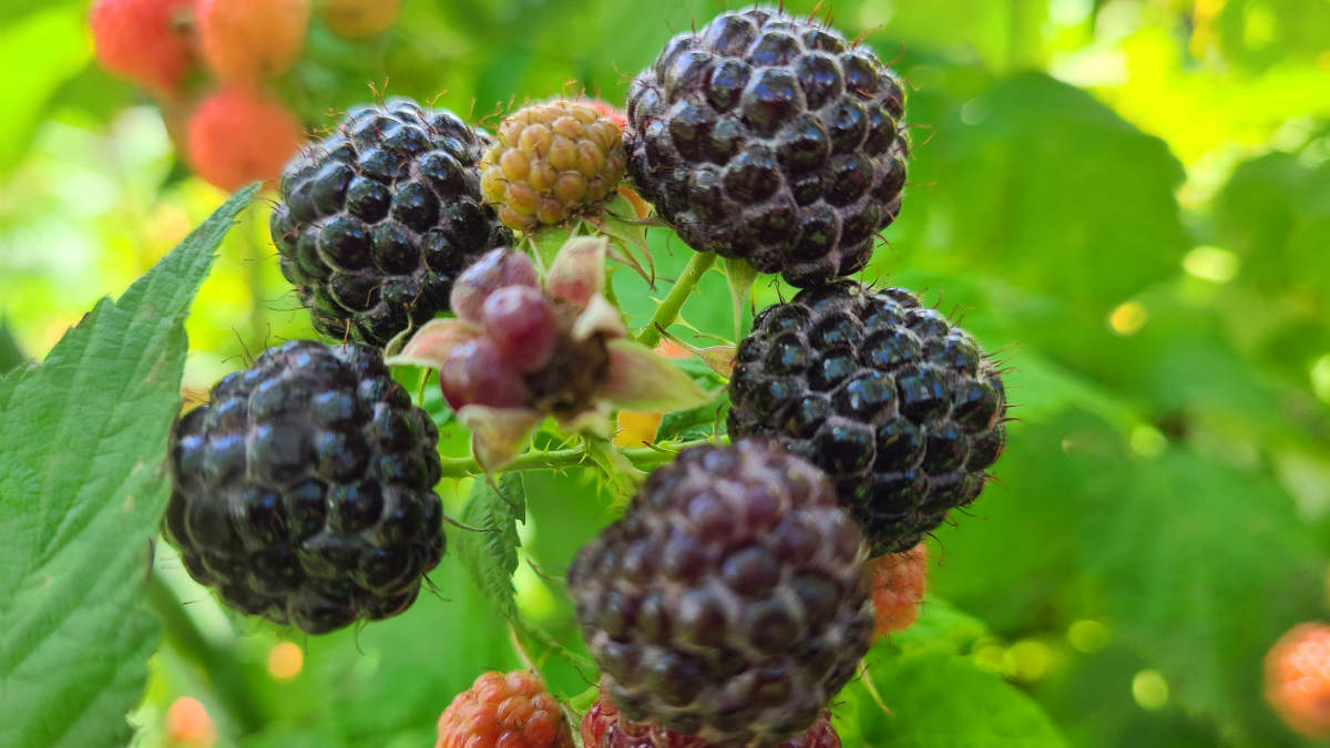 Black Raspberries - Hoovers Farm Market & Greenhouse