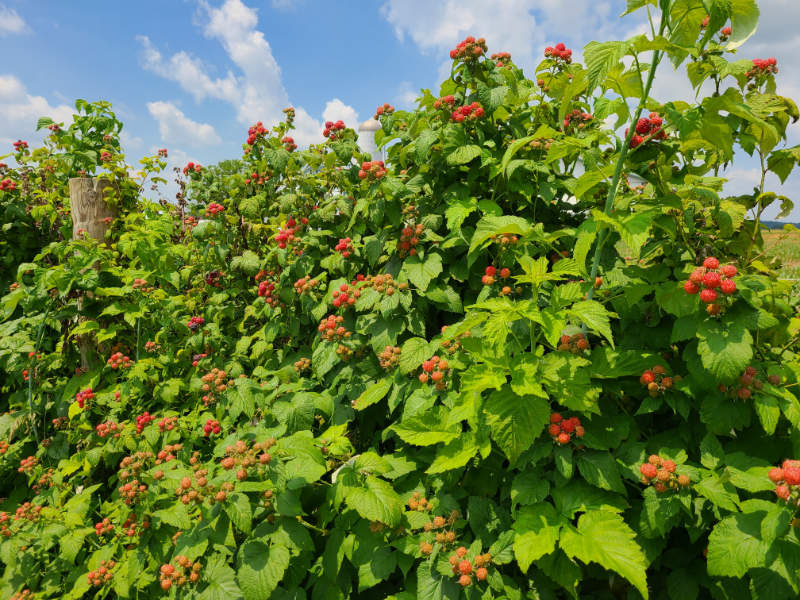 Hoovers Farm Red Raspberries