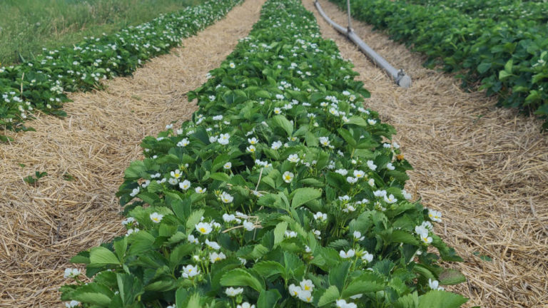 Strawberry plants at Hoover's Farm, spring 2024